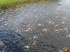 2011-07-20_006_vansbrosimningen_TK-th.jpg