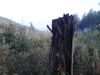 2015-10-10_harzgebirgslauf_008-th.jpg