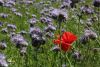 2017-06-10_der_kleine_ostseeweg_075-th.jpg