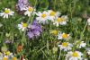 2017-06-10_der_kleine_ostseeweg_076-th.jpg