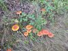 2019-10-03_120757_wanderung_lietzow_BK-th.jpg