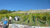 2019-10-12_elbtal-weinlauf_049_DF-th.jpg