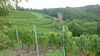2020-10-10_elbtal-weinlauf_016_DF-th.jpg
