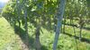 2021-10-09_elbtal-weinlauf_023_DF-th.jpg